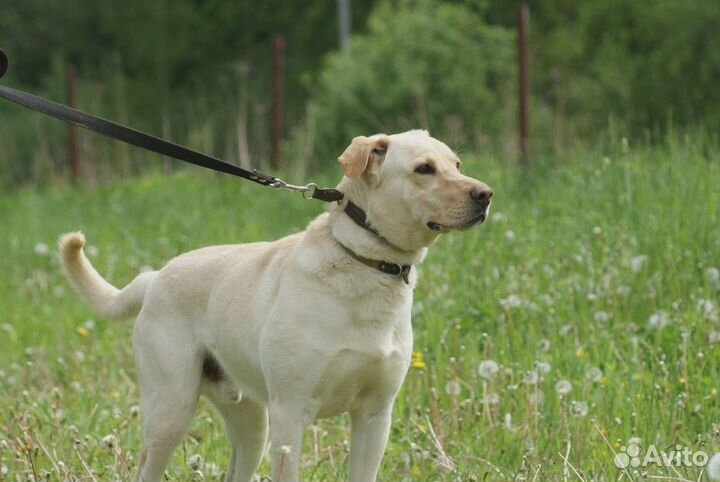 Близкий метис лабрадора Рич в добрые руки