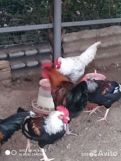 Породные петухи