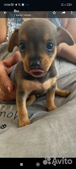 Щенки мини той терьера