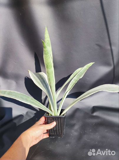 Сансевиерия Манолин -Sansevieria Manolin