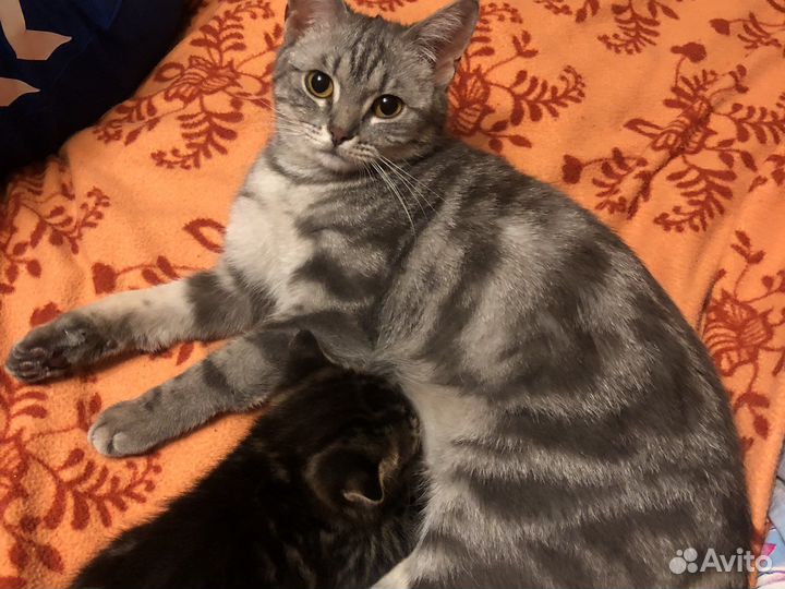 Кошка