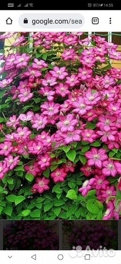 Клематис на весну 2024 2х и 3х летние