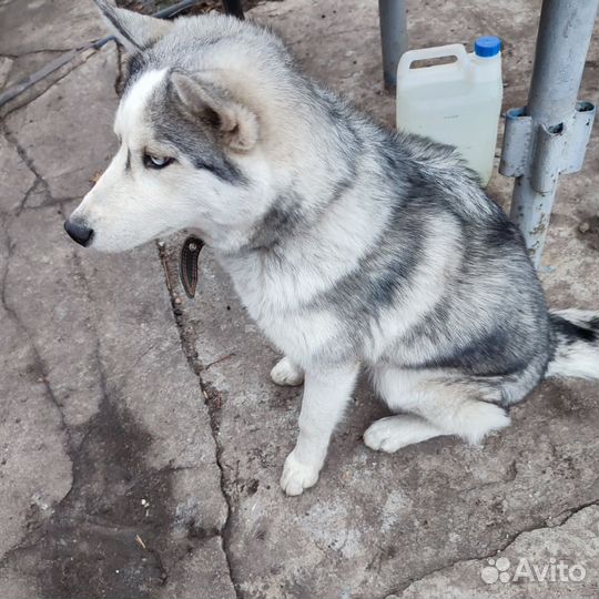 Сибирский хаски