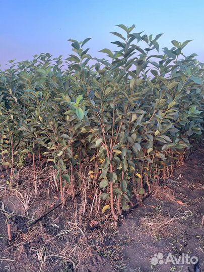 Саженцы плодовых деревьев (опт)