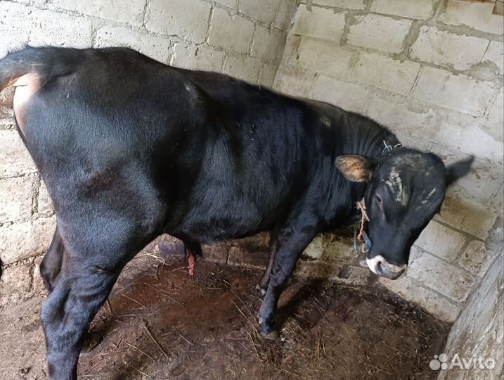 Телка и бычок