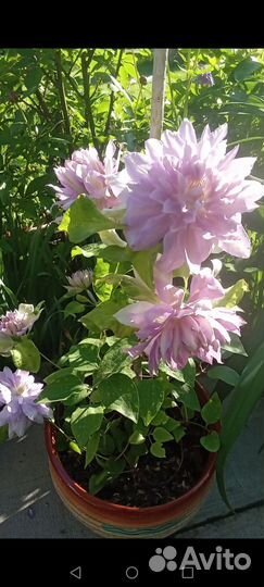 Клематис Бель оф Вокинг