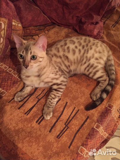 Вязка бенгал