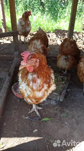 Куры несушки