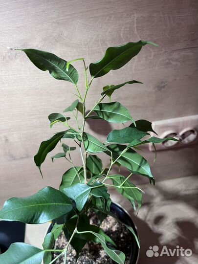 Фикус бенджамина