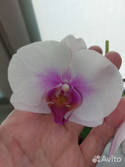 Орхидея