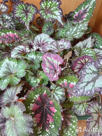 Комнатные цветы