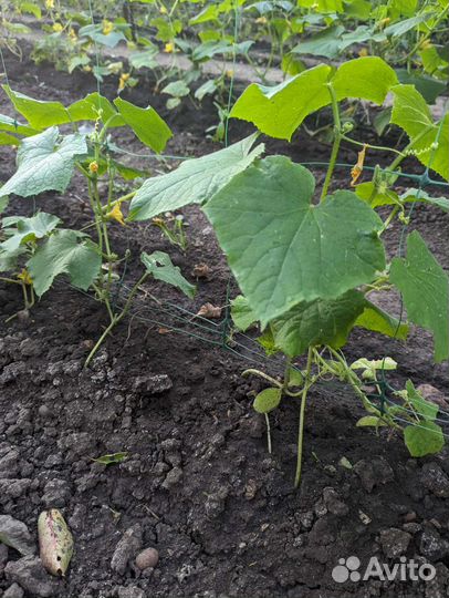 Сетка шпалерная для огурцов