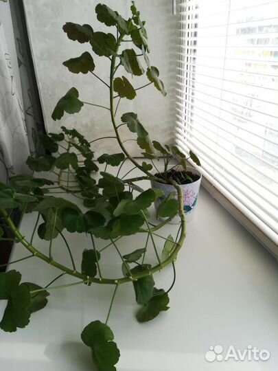 Пеларгония герань