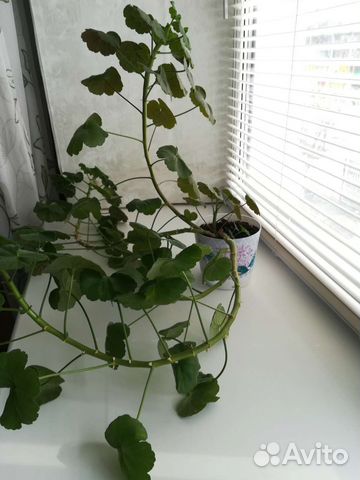 Пеларгония герань