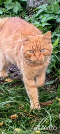 Чудесный рыжий котик ищет дом