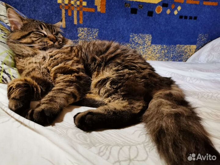 Мейнкун на вязку