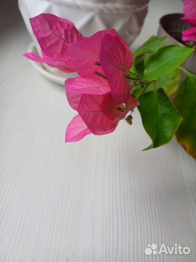 Бугенвиллия черенки