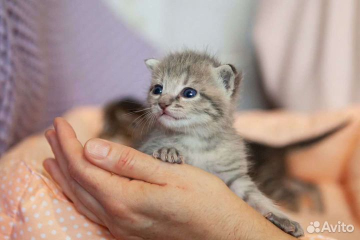 Открываем бронь на котят