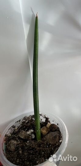 Сансевиерия,маранта, орхидея лудизия