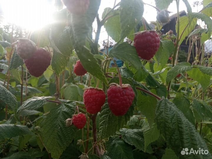 Продам кусты ремонтантной малины сорта 