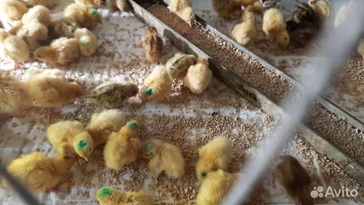 Птенцы перепелов