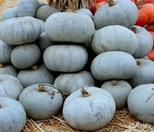 Тыква Голубая семена