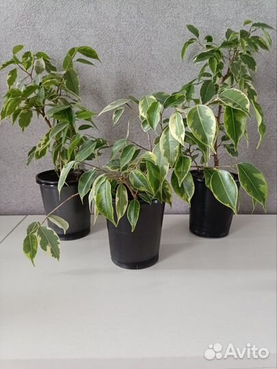 Фикус бенджамина