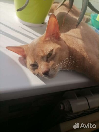 Абиссинец (вязка)