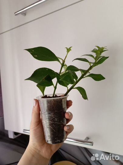 Эсхинантус жар птица