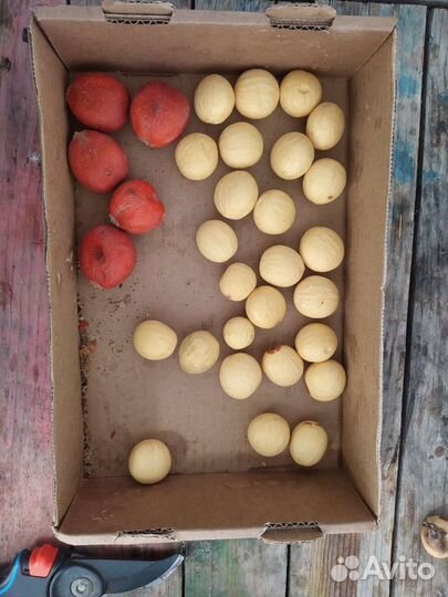 Цикас семена поникающий Саговник революта Семена