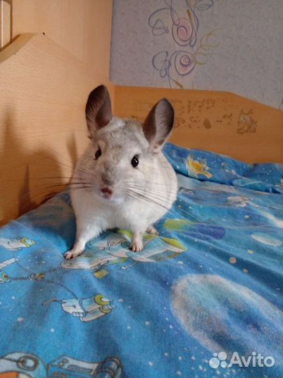 Шиншилла