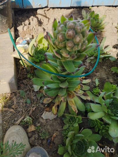 Молодило каменная роза