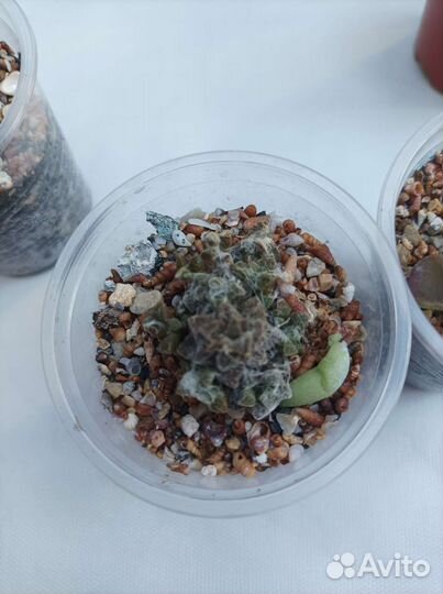 Комнатные растения, суккуленты,кактусы