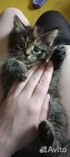 Котенок сибирский