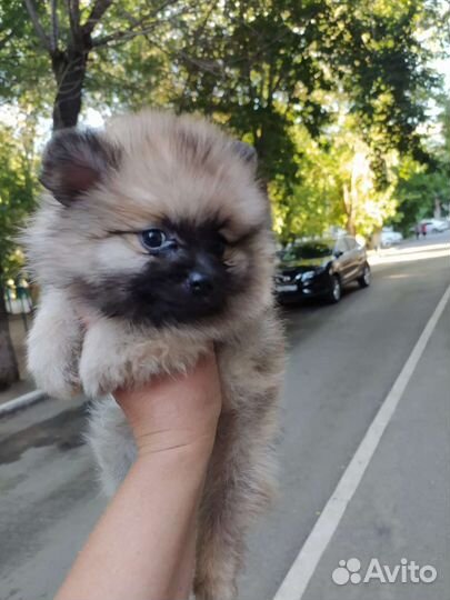 Шпицы разных окрасов. Доставка из Челябинска