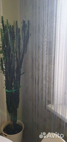 Кактус молочай высота 1.5м