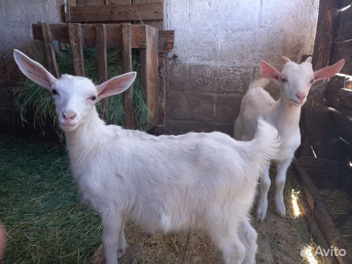 Козлята
