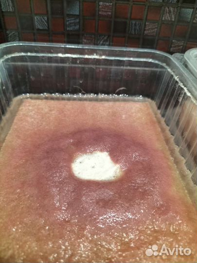 Аквариумные рыбки