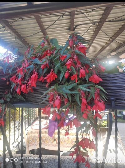 Бегония ампельная