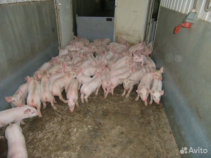 Поросята мясные