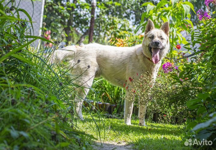 Самурай - фенотип акиты в добрые руки