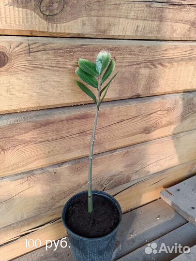 Замиокулькас (долларовое дерево)