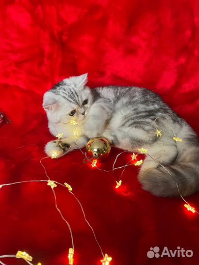 Серебристая шиншилла котенок