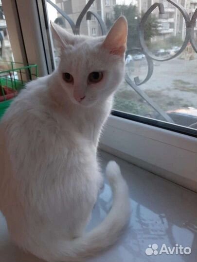 Турецкая ангора