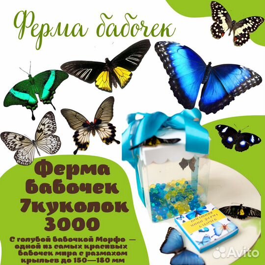 Мини ферма бабочек