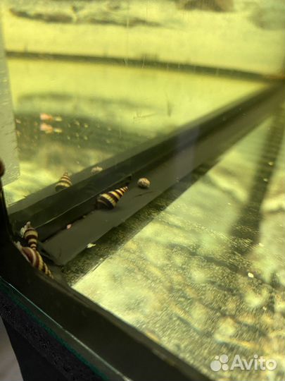 Улитка хелена