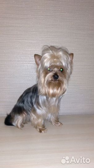 Вязка йоркширского терьера