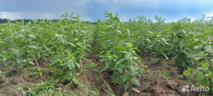 Топинамбур