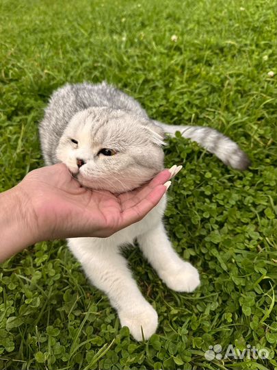 Ищем кота на вязку