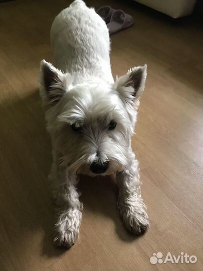 Передержка для собак и кошек